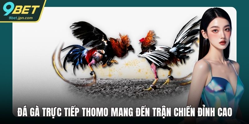 Đá gà trực tiếp Thomo